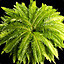 PlantyFern's avatar