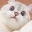 moonmilk's avatar