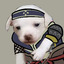 LittleDoggo's avatar
