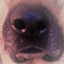 PlagueDogAD's avatar